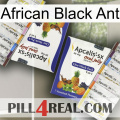 African Black Ant 12